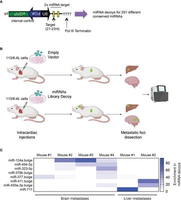 In Vivo miRNA Decoy Screen Reveals miR-124a as a Suppressor of Melanoma Metastasis